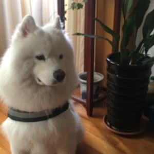 Meet your Posher, Siqi